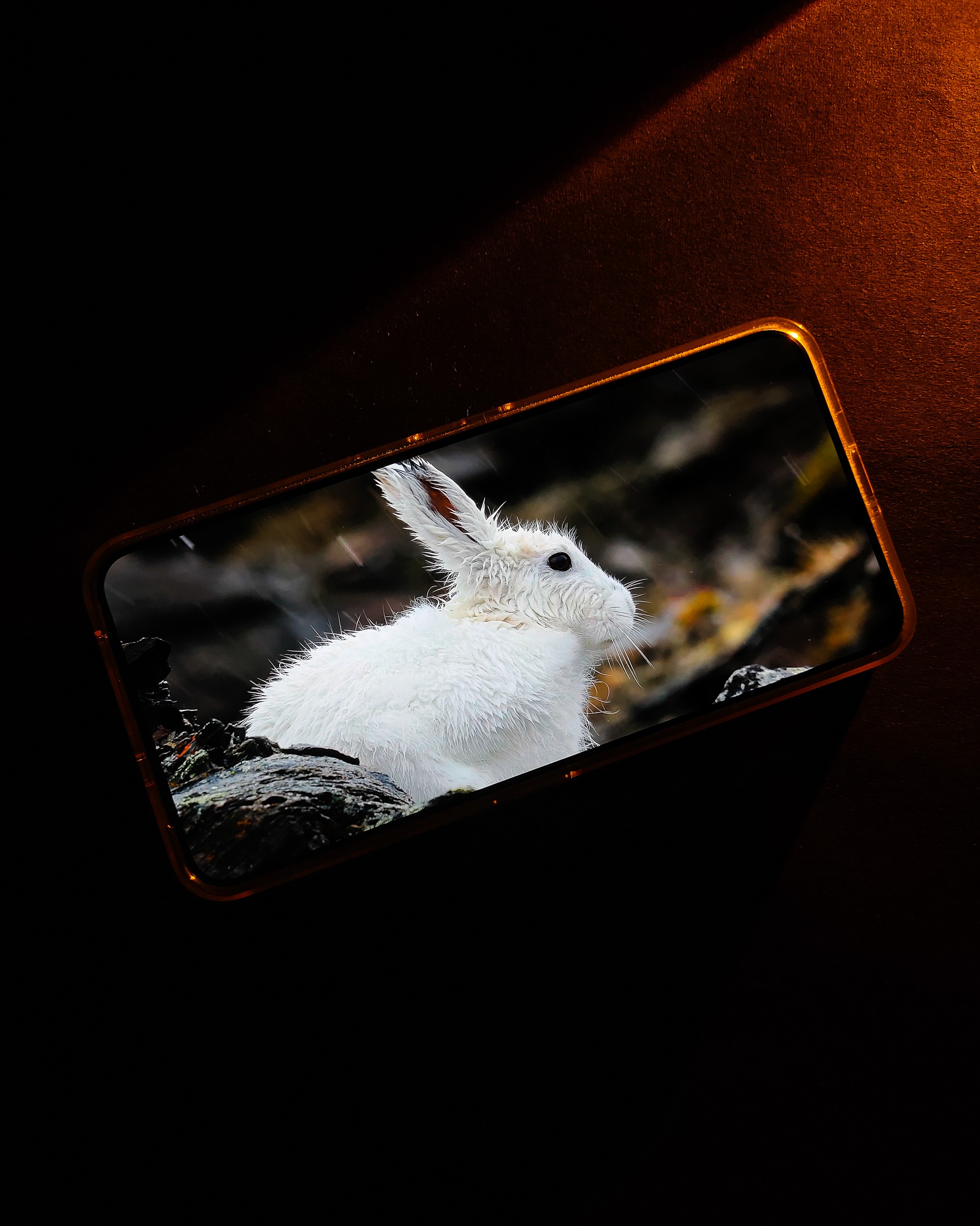 img20250812191025.jpg {banner}