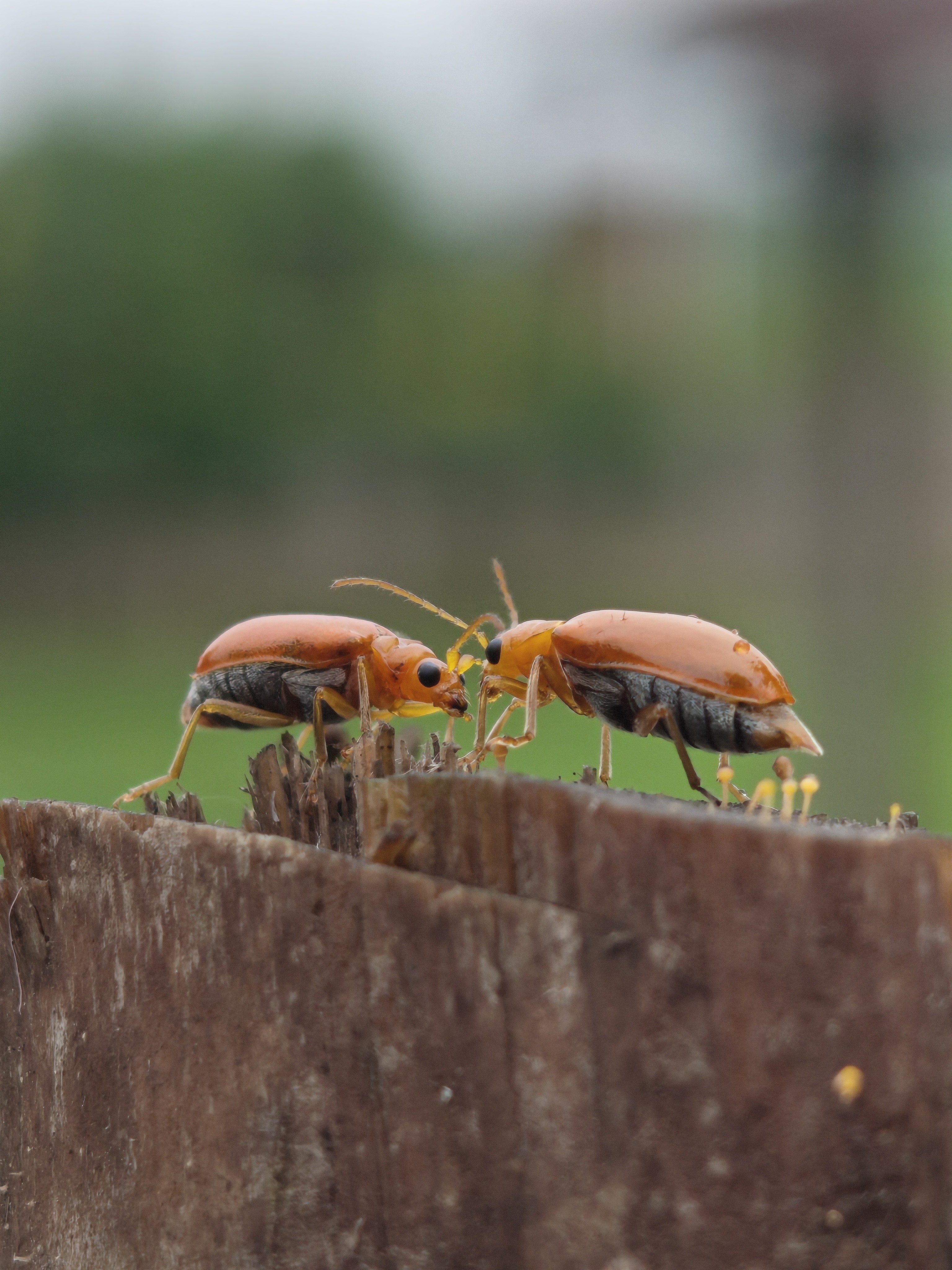 img-20250804-060846294.jpg {banner}