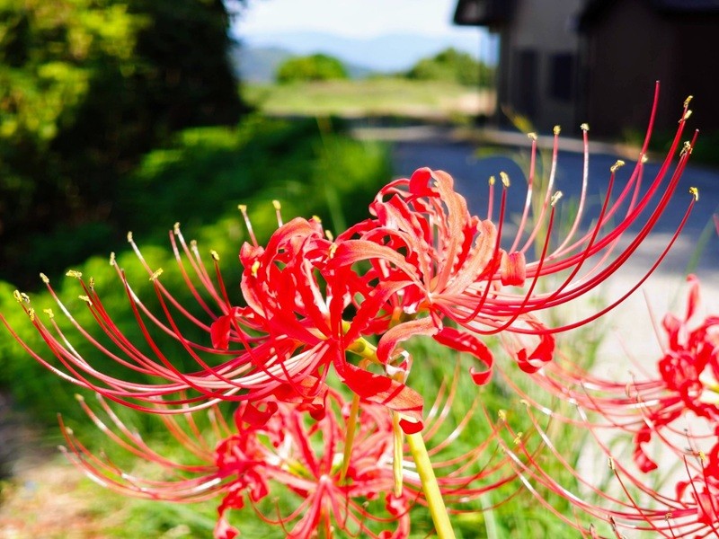 img-20251001-133100909-s.jpg {autumn flower}